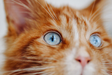 ginger Maine-Coon kitten at home, macro photo, close-up view of blue cat eye, cat muzzle, red small thoroughbred cat. pet care concept