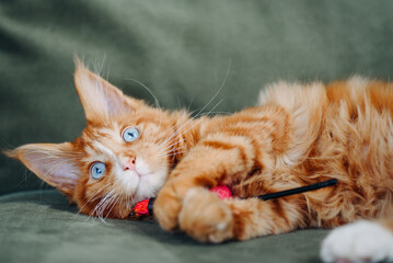 ginger Maine-Coon kitten lying on green sofa at home, playing with pink toy, red small thoroughbred cat. pet care concept