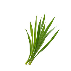 Obraz premium Closeup fresh green plant foliage against dark background