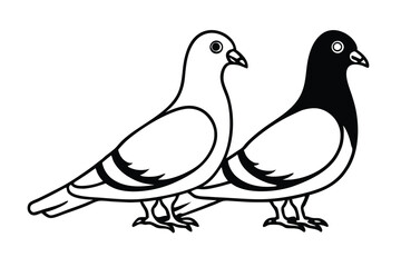 vector two pigeons on a white background