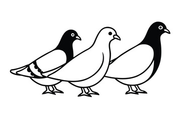 vector illustration of three pigeons