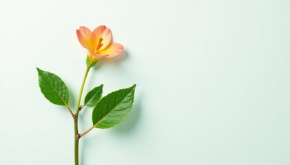 Obraz premium Thin stem of a flowering plant on a plain white surface, foliage, green, plant
