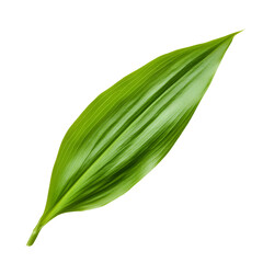 Closeup vibrant green leaf image