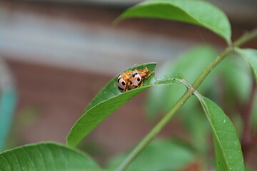 Aspidimorpha miliaris