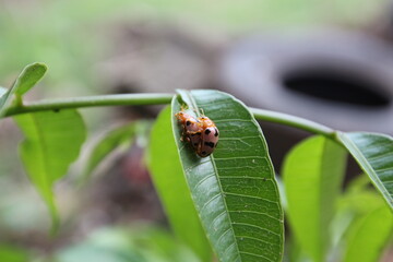 Aspidimorpha miliaris