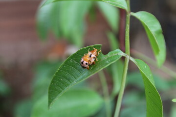 Aspidimorpha miliaris
