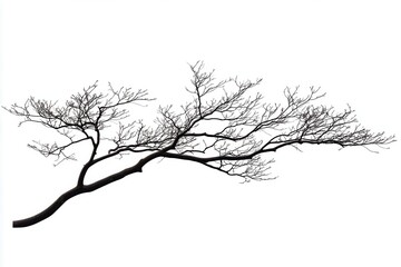 Obraz premium Silhouetted tree branch with intricate twigs against a white background, emphasizing nature's beauty