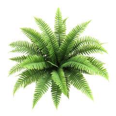 Detailed close up green plant pattern
