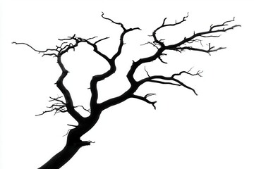 Silhouetted tree branches reaching skyward against a stark white background