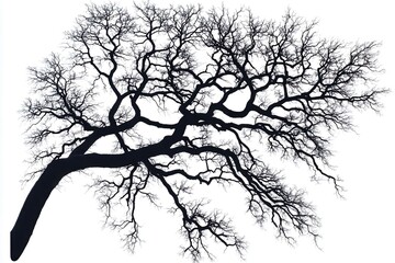 Obraz premium Silhouetted tree branches reaching out against a white background, highlighting nature's beauty