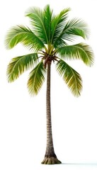 white background with isolated branches of palm tree, isolation, wood