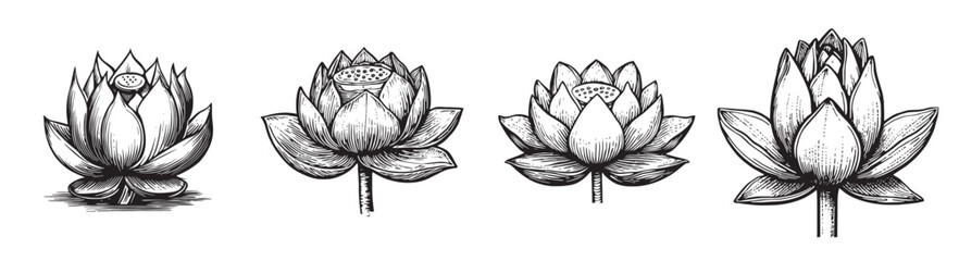 Elegant Hand-Drawn Lotus Flower Illustrations in Various Stages, Set Logo design, Vector Illustration, Engraving style