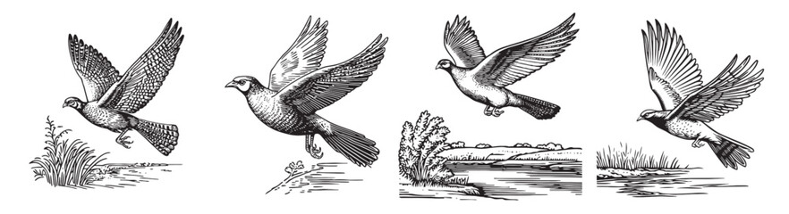 Vintage Illustrations of Birds in Flight Captured in Detail, Set Logo design, Vector Illustration, Engraving style