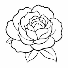 white rose isolated on white