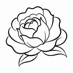 vector illustration of rose