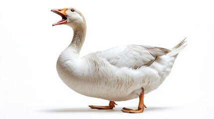 Obraz premium Elegant swan glides across reflective water, wings partially spread against a misty background.