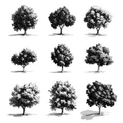 Obraz premium Grayscale tree silhouettes collection