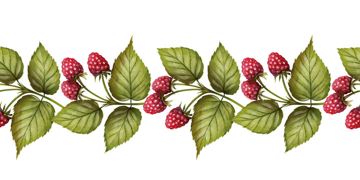 Seamless border of wild raspberries with lush green leaves in watercolor technique on a white background. Suitable for natural product packaging, culinary designs, eco branding, and invitations