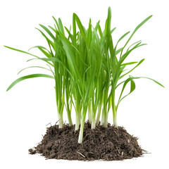 Green plant sprouts growing in dark soil