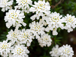 花壇に咲くイベリス