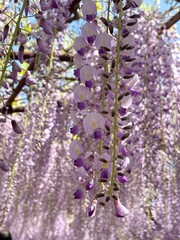 Obraz premium 下から見上げた藤の花の写真素材