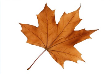 Vibrant autumn maple leaf isolated on white background showcasing intricate details