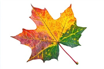 Obraz premium Vibrant autumn maple leaf showcasing a gradient of colors against a white background