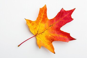Vibrant autumn maple leaf showcasing bright red and yellow hues on a clean white background