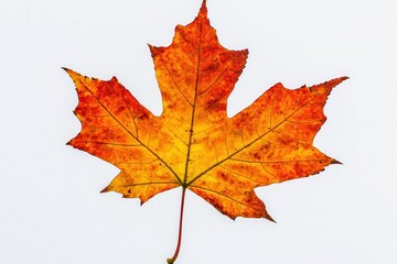 Obraz premium Vibrant autumn maple leaf against a white background, showcasing seasonal beauty and detail