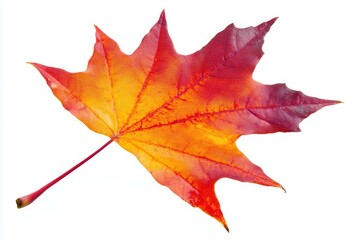 Vibrant autumn maple leaf showcasing red and orange hues against a white background