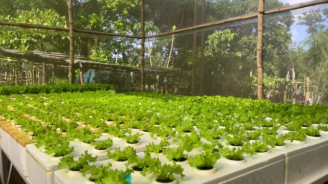 Rows of young lettuce plants grow in a hydroponic greenhouse on a tropical farm in Coron with sunlit leaves and bamboo nursery frames