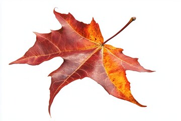Vibrant autumn maple leaf showcasing rich red and orange hues against a clean white background