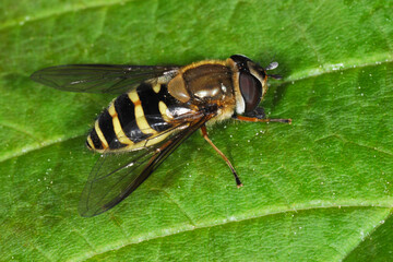 Schwebfliegen, Grosse Schwebfliege, Syrphus ribesii