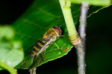 Schwebfliegen, Grosse Schwebfliege, Syrphus ribesii