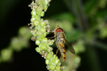Schwebfliegen, Gemeine Winterschwebfliege, Episyrphus balteatus