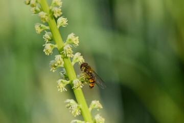 Schwebfliegen, Gemeine Winterschwebfliege, Episyrphus balteatus