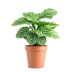 Fototapeta premium Potted green plant for home decor