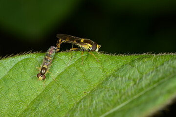 Schwebfliegen, Gemeine Stiftschwebfliege, Sphaerophoria scripta