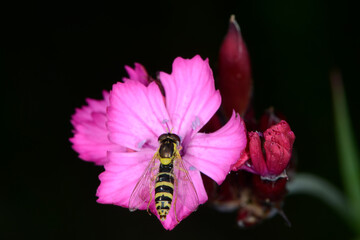 Schwebfliegen, Gemeine Stiftschwebfliege, Sphaerophoria scripta