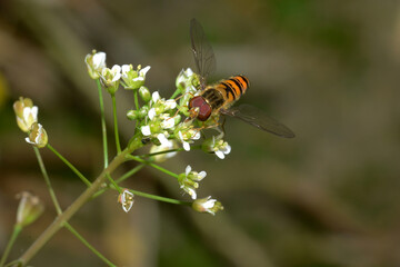 Schwebfliegen, Gemeine Winterschwebfliege, Episyrphus balteatus