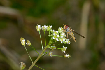 Schwebfliegen, Gemeine Winterschwebfliege, Episyrphus balteatus