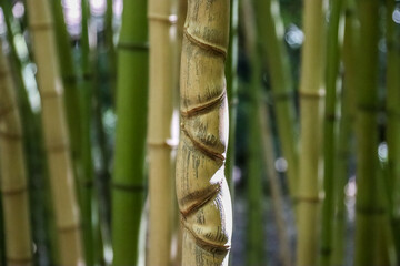Close-up of Bamboo Stalks in a Tropical Garden, Natural Texture and Zen Atmosphere