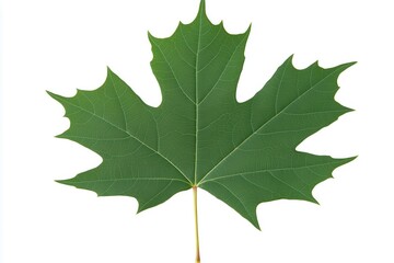 Vibrant green maple leaf showcasing intricate vein patterns against a clean white background