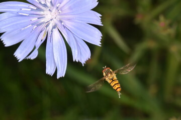 Schwebfliegen, Gemeine Winterschwebfliege, Episyrphus balteatus