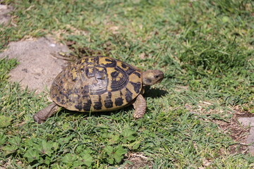 Greek tortoise in the grass, Albania