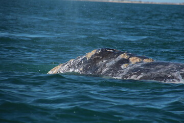 Naklejka premium Head of a gray whale up close during whale watching in Baja California Sur, Mexico