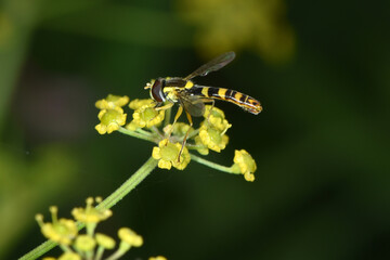 Gewöhnliche Langbauchschwebfliege, Sphaerophoria scripta