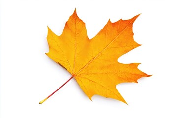Obraz premium Vibrant orange maple leaf isolated on white background, showcasing autumn beauty and detail (1)