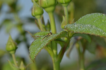 Schwebfliegen, Gemeine Stiftschwebfliege, Sphaerophoria scripta