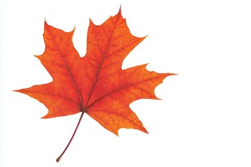 Obraz premium Vibrant orange maple leaf isolated on white background, showcasing autumn beauty and detail